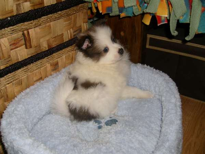 Tonka Toy- was hercules/brother - Pomeranian Puppy For Sale Premier Pups Tonka Toy- was hercules/brother - Pomeranian Puppy For Sale Premier Pups