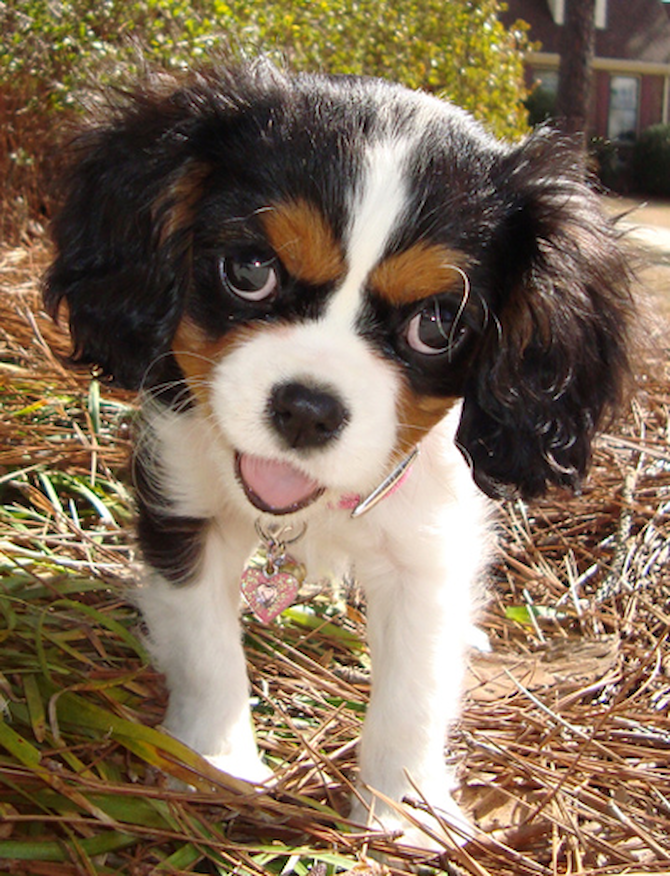 Lacey - Cavalier King Charles Spaniel Puppy For Sale Premier Pups Lacey - Cavalier King Charles Spaniel Puppy For Sale Premier Pups
