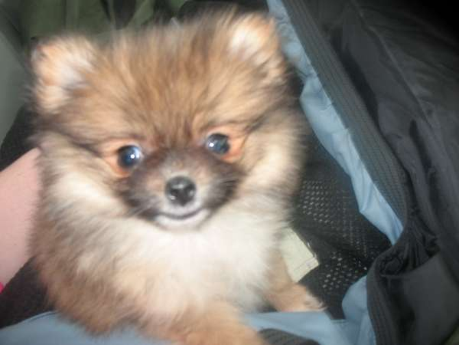 Mya (was Reeses) - Pomeranian Puppy For Sale Premier Pups Mya (was Reeses) - Pomeranian Puppy For Sale Premier Pups