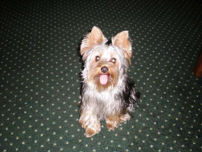 Cupid (formerly tiny tim) - Yorkshire Terrier Puppy For Sale Premier Pups Cupid (formerly tiny tim) - Yorkshire Terrier Puppy For Sale Premier Pups