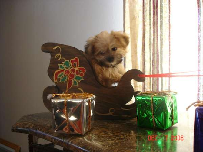 Sophie - Yorkshire Terrier Puppy For Sale Premier Pups Sophie - Yorkshire Terrier Puppy For Sale Premier Pups