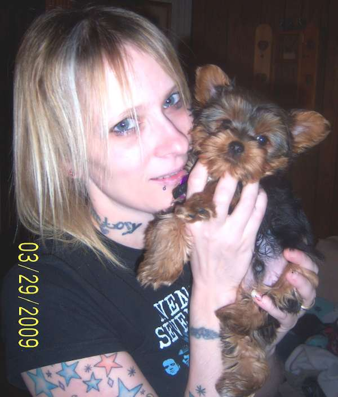 Johnny Formerly Known As Teddy - Yorkshire Terrier Puppy For Sale Premier Pups Johnny Formerly Known As Teddy - Yorkshire Terrier Puppy For Sale Premier Pups