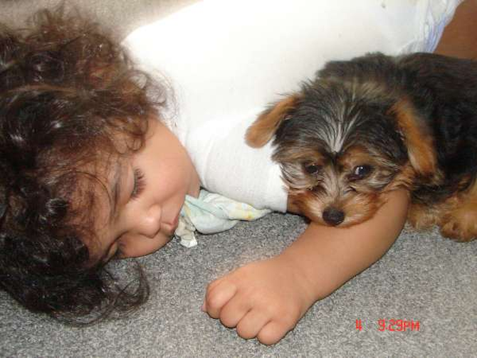Lebron - Yorkshire Terrier Puppy For Sale Premier Pups Lebron - Yorkshire Terrier Puppy For Sale Premier Pups