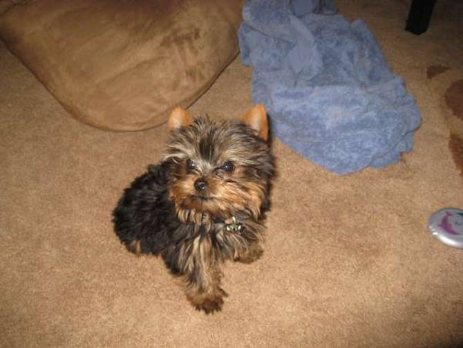 "Speck" - Yorkshire Terrier Puppy For Sale Premier Pups "Speck" - Yorkshire Terrier Puppy For Sale Premier Pups