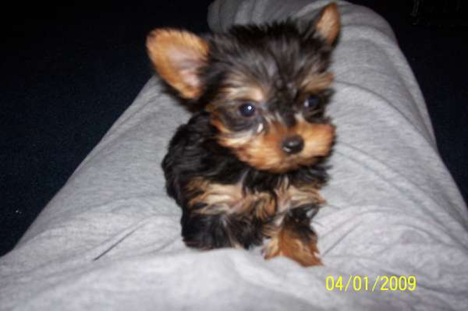 Tinkerbella - Yorkshire Terrier Puppy For Sale Premier Pups Tinkerbella - Yorkshire Terrier Puppy For Sale Premier Pups