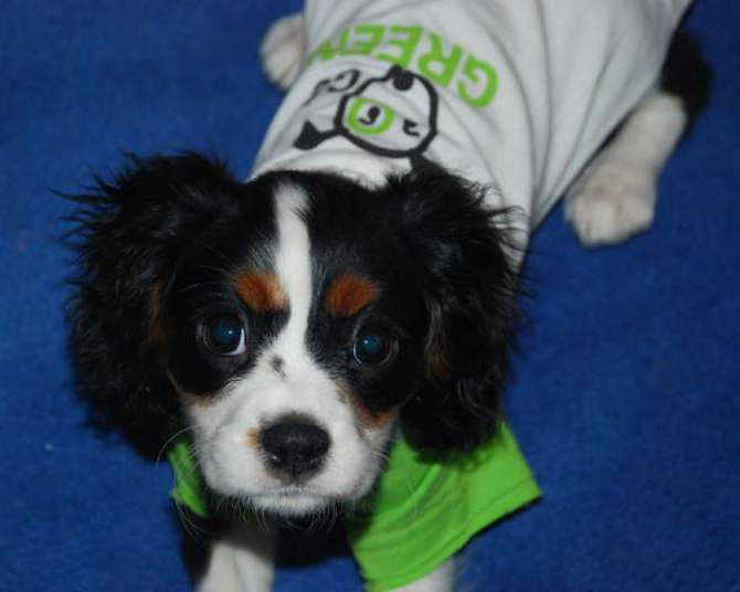 Amira - Cavalier King Charles Spaniel Puppy For Sale Premier Pups Amira - Cavalier King Charles Spaniel Puppy For Sale Premier Pups