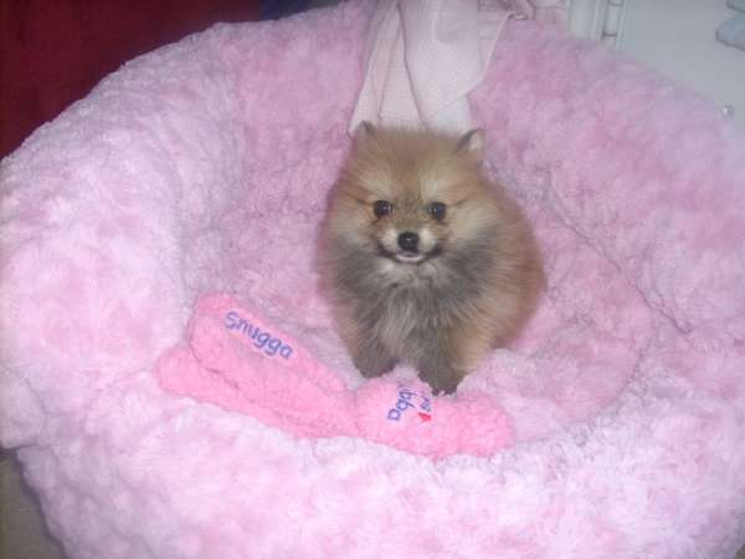 Bella (Carebear) - Pomeranian Puppy For Sale Premier Pups Bella (Carebear) - Pomeranian Puppy For Sale Premier Pups