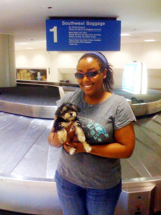 SAMSON, Delivered to LAX personally by JASON - Yorkshire Terrier Puppy For Sale Premier Pups SAMSON, Delivered to LAX personally by JASON - Yorkshire Terrier Puppy For Sale Premier Pups
