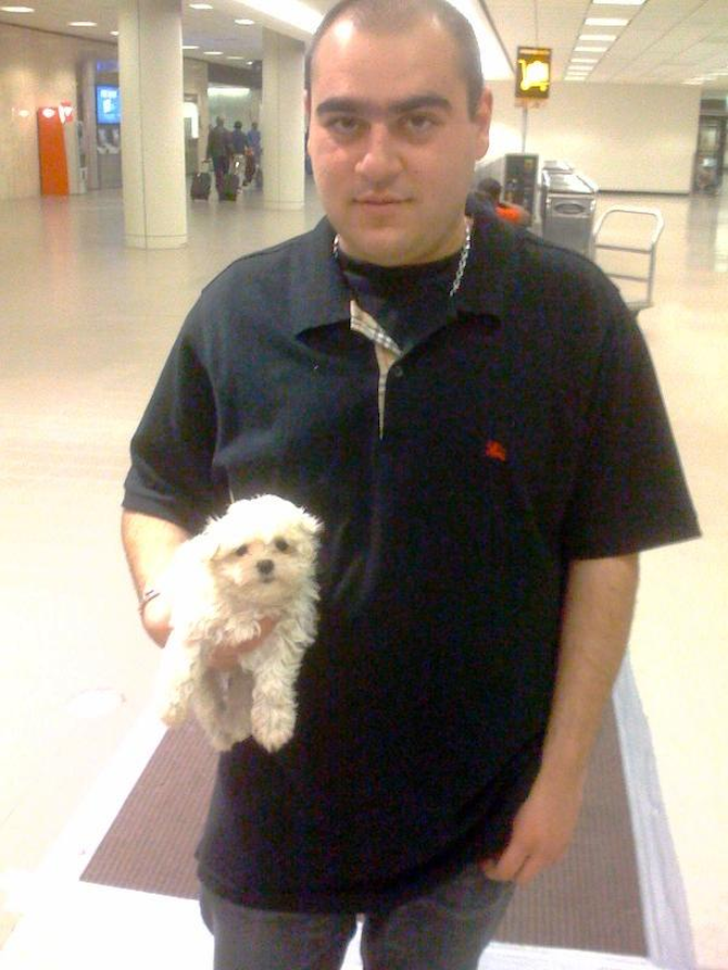 Molly, Delivered to LAX personally by Jason - Maltese Puppy For Sale Premier Pups Molly, Delivered to LAX personally by Jason - Maltese Puppy For Sale Premier Pups