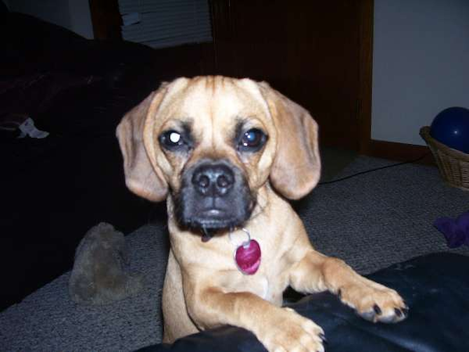 Gracie - Mixed breeds Puppy For Sale Premier Pups Gracie - Mixed breeds Puppy For Sale Premier Pups