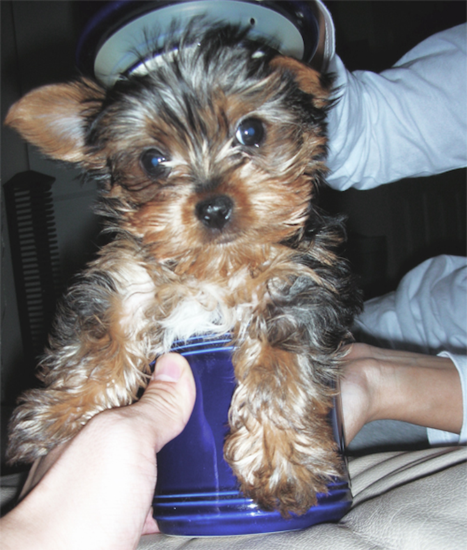 Double T (A.K.A. Tiny TIM) - Yorkshire Terrier Puppy For Sale Premier Pups Double T (A.K.A. Tiny TIM) - Yorkshire Terrier Puppy For Sale Premier Pups