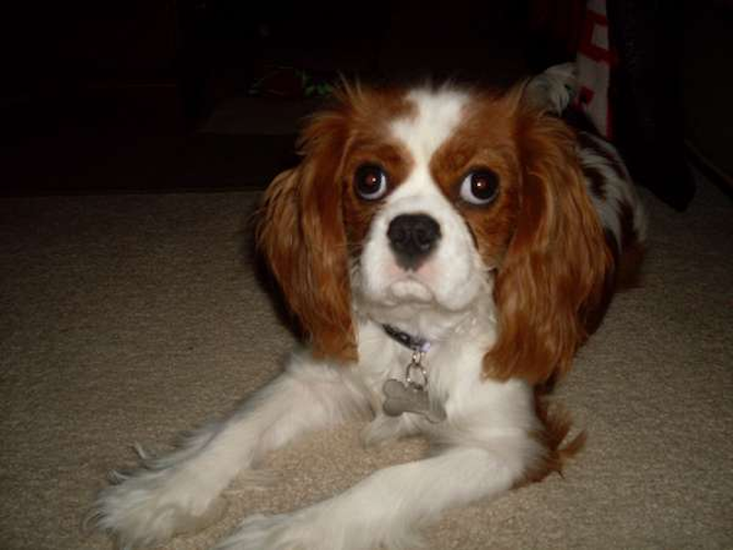 *Daisy* - Cavalier King Charles Spaniel Puppy For Sale Premier Pups *Daisy* - Cavalier King Charles Spaniel Puppy For Sale Premier Pups