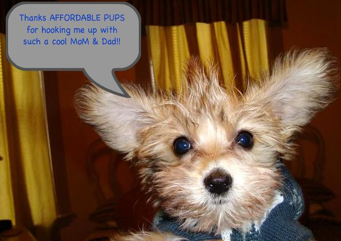 Gemini formerly known as Jason - Yorkshire Terrier Puppy For Sale Premier Pups Gemini formerly known as Jason - Yorkshire Terrier Puppy For Sale Premier Pups