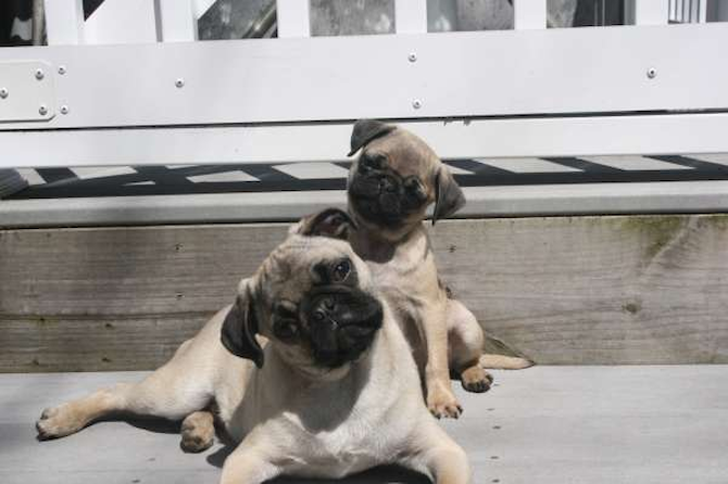Payton and Rocky - Pug Puppy For Sale Premier Pups Payton and Rocky - Pug Puppy For Sale Premier Pups