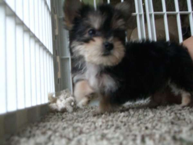 Boomer - Mixed breeds Puppy For Sale Premier Pups Boomer - Mixed breeds Puppy For Sale Premier Pups