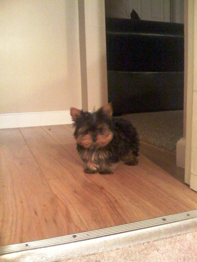 CASH - Yorkshire Terrier Puppy For Sale Premier Pups CASH - Yorkshire Terrier Puppy For Sale Premier Pups