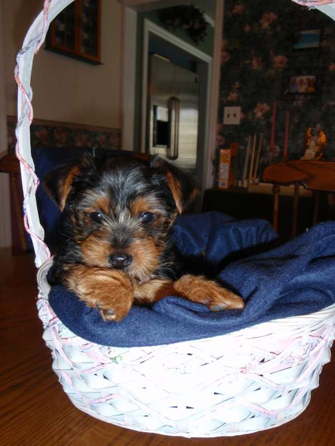 Tyler (f/k/a Snickers) - Yorkshire Terrier Puppy For Sale Premier Pups Tyler (f/k/a Snickers) - Yorkshire Terrier Puppy For Sale Premier Pups