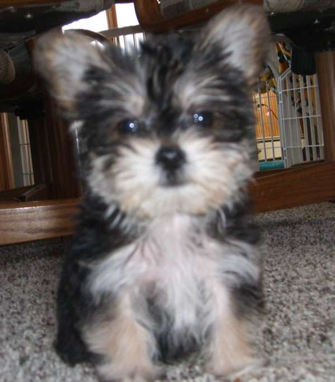 Boomer - Mixed breeds Puppy For Sale Premier Pups Boomer - Mixed breeds Puppy For Sale Premier Pups