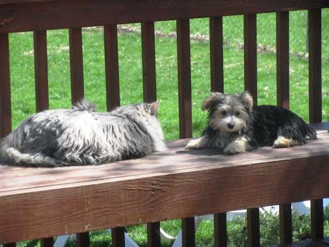 Reese & Silky, the cat - Yorkshire Terrier Puppy For Sale Premier Pups Reese & Silky, the cat - Yorkshire Terrier Puppy For Sale Premier Pups