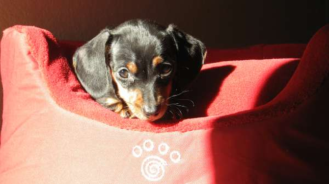 Cherie - Dachshund Puppy For Sale Premier Pups Cherie - Dachshund Puppy For Sale Premier Pups
