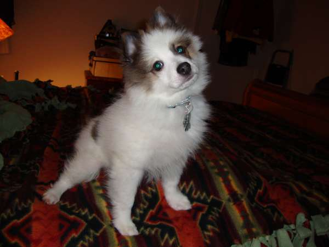 Tonka - Pomeranian Puppy For Sale Premier Pups Tonka - Pomeranian Puppy For Sale Premier Pups