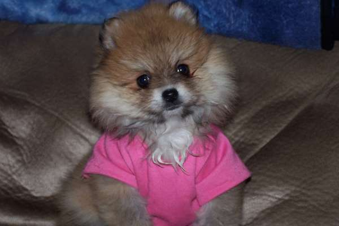 Foxie Cleopatra ( Miss Tiff ) - Pomeranian Puppy For Sale Premier Pups Foxie Cleopatra ( Miss Tiff ) - Pomeranian Puppy For Sale Premier Pups