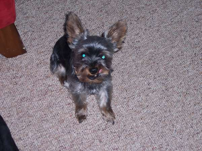 Teddy Bear formally Tiny Tim - Yorkshire Terrier Puppy For Sale Premier Pups Teddy Bear formally Tiny Tim - Yorkshire Terrier Puppy For Sale Premier Pups