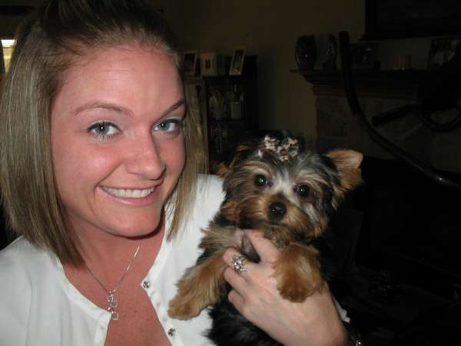 Sophie Lula Belle - Yorkshire Terrier Puppy For Sale Premier Pups Sophie Lula Belle - Yorkshire Terrier Puppy For Sale Premier Pups