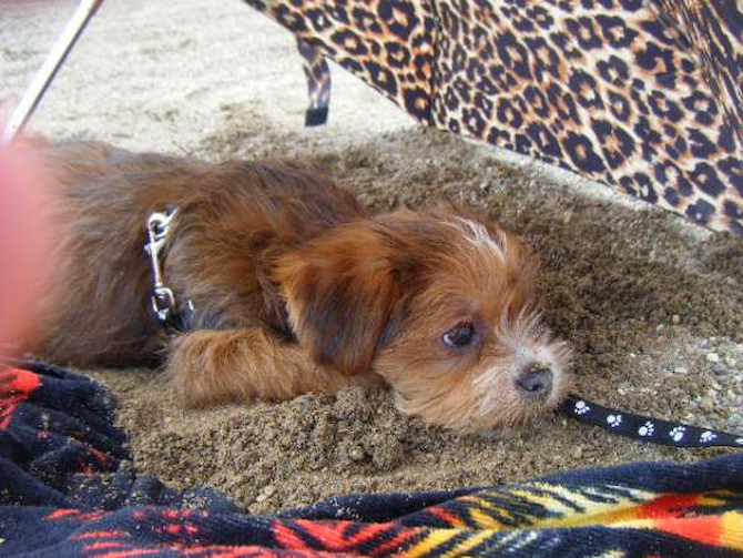 Teddy (formerly Nathan) Yorkie=Poo - Yorkshire Terrier Puppy For Sale Premier Pups Teddy (formerly Nathan) Yorkie=Poo - Yorkshire Terrier Puppy For Sale Premier Pups
