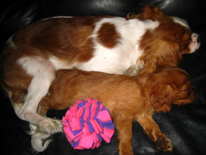 Aphrodite - Aberdeen Terrier Puppy For Sale Premier Pups Aphrodite - Aberdeen Terrier Puppy For Sale Premier Pups