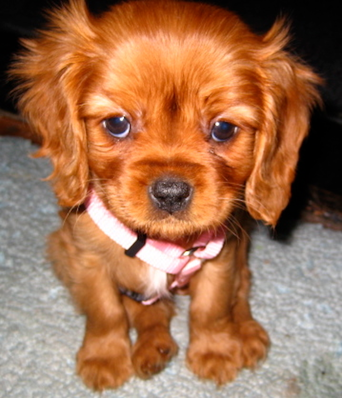 Aphrodite - Cavalier King Charles Spaniel Puppy For Sale Premier Pups Aphrodite - Cavalier King Charles Spaniel Puppy For Sale Premier Pups