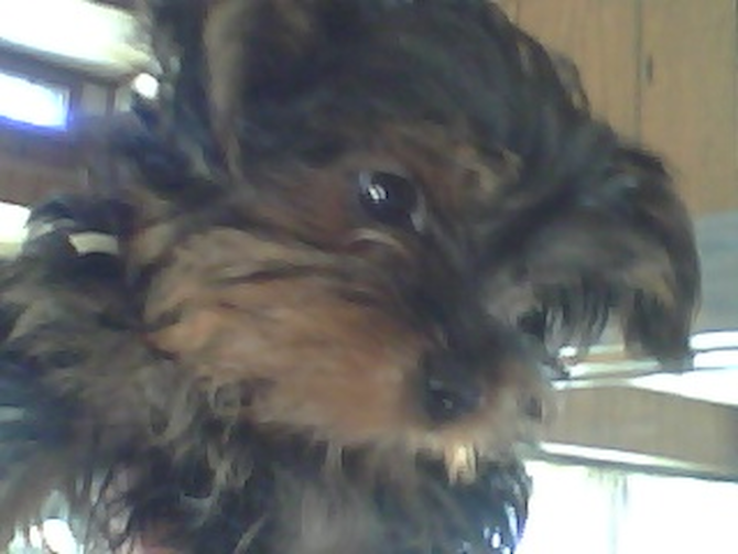 Angel - Yorkshire Terrier Puppy For Sale Premier Pups Angel - Yorkshire Terrier Puppy For Sale Premier Pups