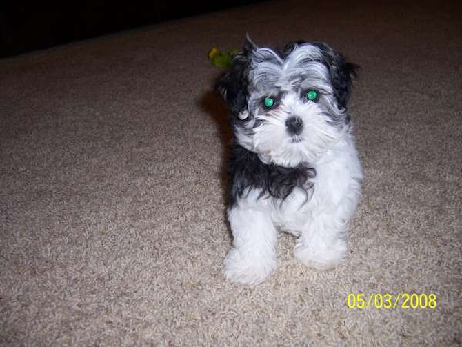 Saleen (formerly Stella) Maltese/Yorkie - Maltese Puppy For Sale Premier Pups Saleen (formerly Stella) Maltese/Yorkie - Maltese Puppy For Sale Premier Pups