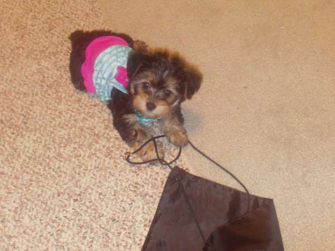 Jazzie (formerly Sara) - Yorkshire Terrier Puppy For Sale Premier Pups Jazzie (formerly Sara) - Yorkshire Terrier Puppy For Sale Premier Pups