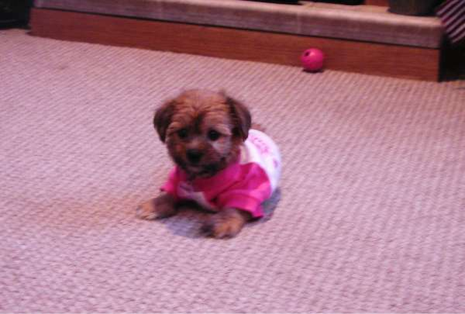 Lacy - Yorkshire Terrier Puppy For Sale Premier Pups Lacy - Yorkshire Terrier Puppy For Sale Premier Pups