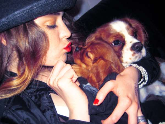 Aphrodite - Cavalier King Charles Spaniel Puppy For Sale Premier Pups Aphrodite - Cavalier King Charles Spaniel Puppy For Sale Premier Pups