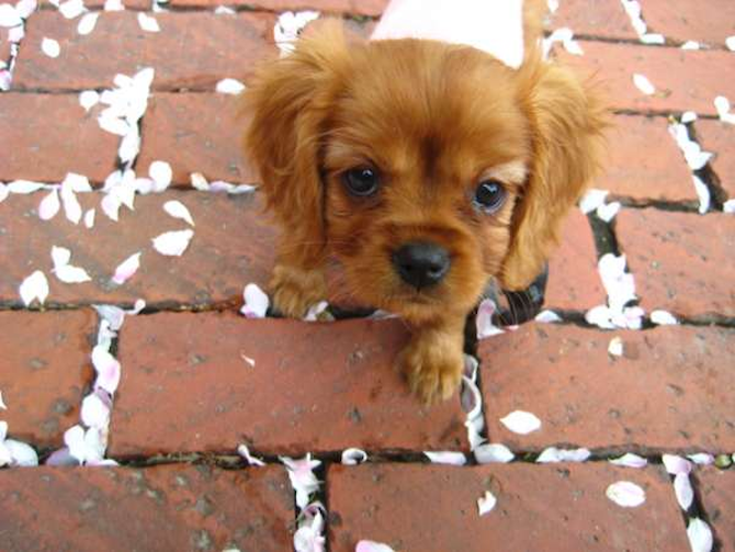 Aphrodite - Cavalier King Charles Spaniel Puppy For Sale Premier Pups Aphrodite - Cavalier King Charles Spaniel Puppy For Sale Premier Pups