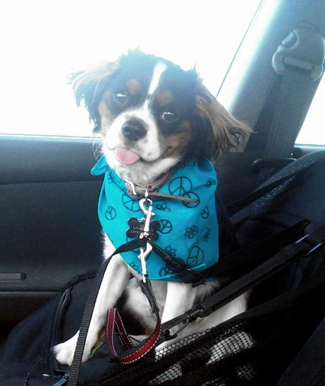 Jacob - King Charles Spaniel Puppy For Sale Premier Pups Jacob - King Charles Spaniel Puppy For Sale Premier Pups