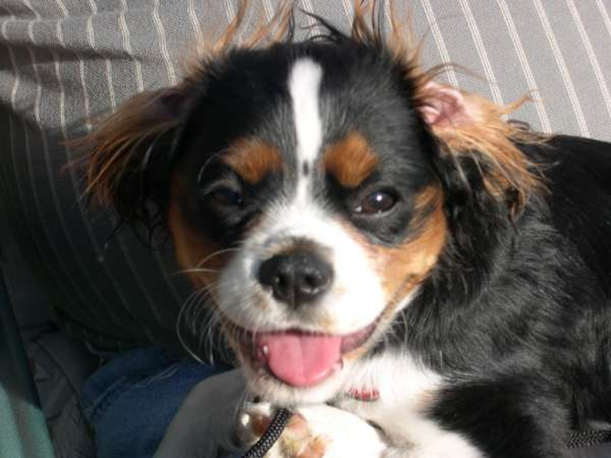 Jacob - King Charles Spaniel Puppy For Sale Premier Pups Jacob - King Charles Spaniel Puppy For Sale Premier Pups