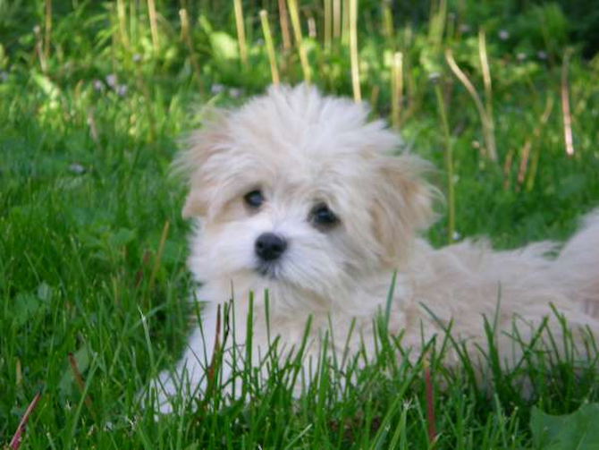 Sydney - Havanese Puppy For Sale Premier Pups Sydney - Havanese Puppy For Sale Premier Pups