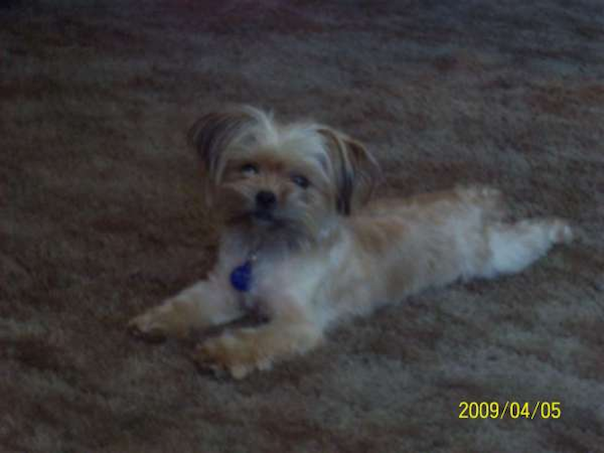 Presley - Yorkshire Terrier Puppy For Sale Premier Pups Presley - Yorkshire Terrier Puppy For Sale Premier Pups