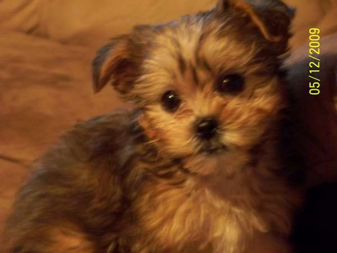 Addie.<3 - Mixed breeds Puppy For Sale Premier Pups Addie.<3 - Mixed breeds Puppy For Sale Premier Pups