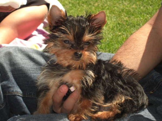 Bella - Yorkshire Terrier Puppy For Sale Premier Pups Bella - Yorkshire Terrier Puppy For Sale Premier Pups