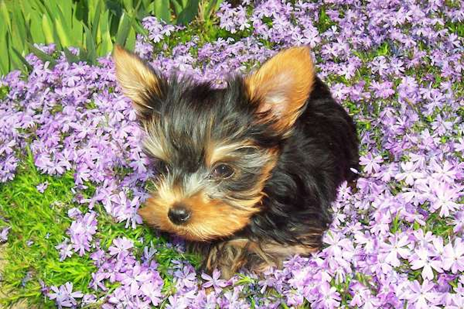 Tinkerbella (this is the one I got from you) - Yorkshire Terrier Puppy For Sale Premier Pups Tinkerbella (this is the one I got from you) - Yorkshire Terrier Puppy For Sale Premier Pups