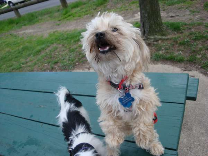 Heffner - Mixed breeds Puppy For Sale Premier Pups Heffner - Mixed breeds Puppy For Sale Premier Pups