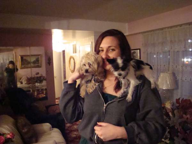 Twizzle - Chihuahueno Pelo Largo Puppy For Sale Premier Pups Twizzle - Chihuahueno Pelo Largo Puppy For Sale Premier Pups