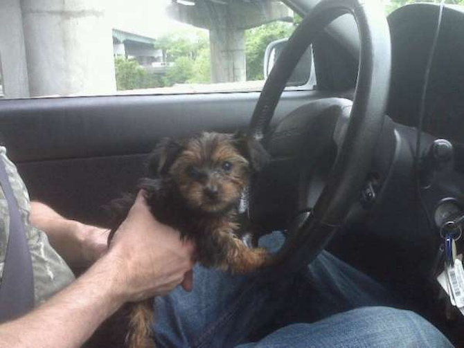 Mia, f/k/a Addison - Yorkshire Terrier Puppy For Sale Premier Pups Mia, f/k/a Addison - Yorkshire Terrier Puppy For Sale Premier Pups
