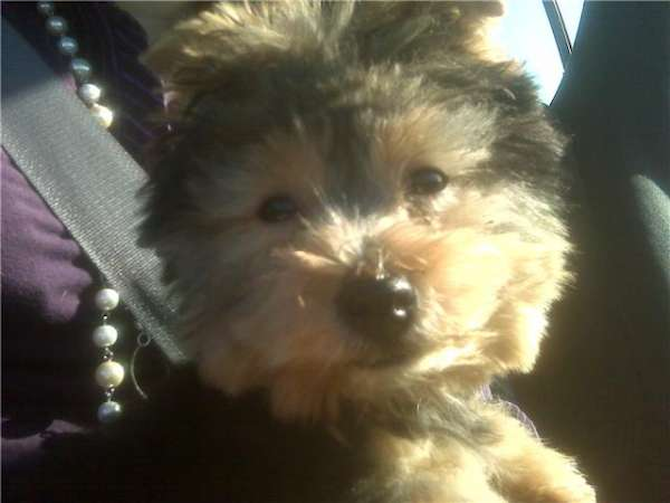 Samson - Mixed breeds Puppy For Sale Premier Pups Samson - Mixed breeds Puppy For Sale Premier Pups