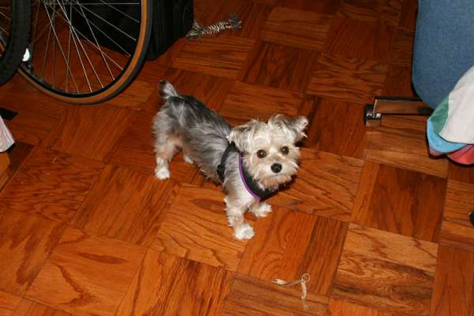 Celeste - Mixed breeds Puppy For Sale Premier Pups Celeste - Mixed breeds Puppy For Sale Premier Pups
