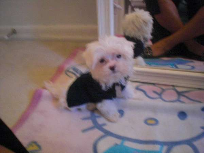 Gucci - Maltese Puppy For Sale Premier Pups Gucci - Maltese Puppy For Sale Premier Pups